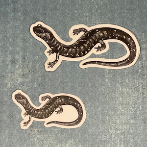 Slimy Salamander Stickers