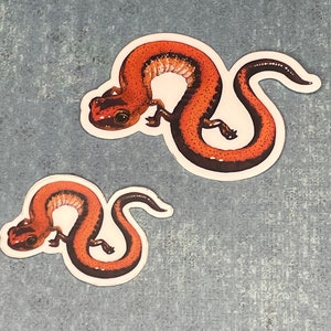 Redbacked Salamander Stickers