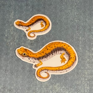 Adesivi della salamandra a quattro dita