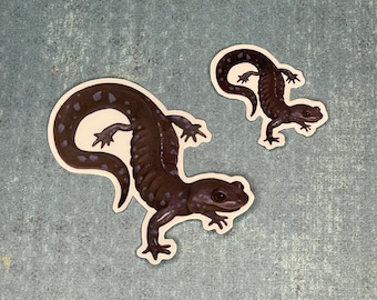 Jefferson Salamander Stickers