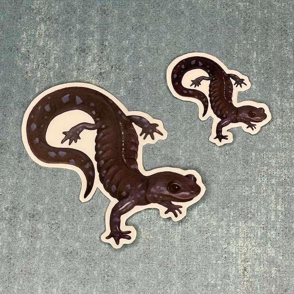 Jefferson Salamander Stickers