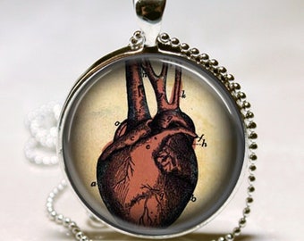 Anatomical Heart Necklace Human Anatomy Jewelry Medical Art Pendant in Bronze or Silver with Chain Included