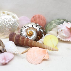 May include: A collection of various seashells including a large iridescent abalone shell, a brown spiral shell, a long pointed brown auger shell, a pink conch shell, and several smaller scallop and cowrie shells in white, pink, and yellow.