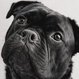 Pet Portrait