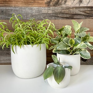 Concrete Planter - Large 6 Inch Plant Pot, Large Planter Pot with Drainage, Succulent Pot for Your Modern Home Decor or Concrete Home Decor
