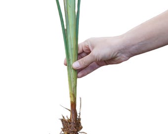 Más de 10 esquejes de vetiver vivos para plantar / Cultivado en suelo volcánico 100 % orgánico / Vetiveria zizanioides