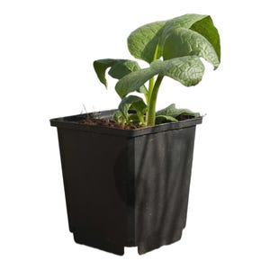 May include: A young plant with large, textured green leaves sprouts from dark soil in a square black plastic pot. The plant is centered against a white background, showcasing its fresh, vibrant appearance. The pot has a simple, utilitarian design.