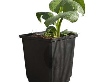 Beinwell Lebende Pflanze (Symphytum × uplandicum 'Bocking 14')