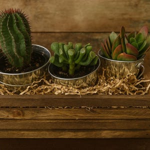Succulent Sampler Box