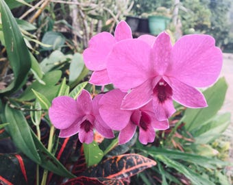 Orchid, Red roses, plants, vegetables, green