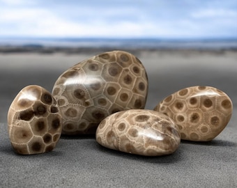 Polished Petoskey Stones - Grade A - Collector&#39;s Specimens - Various Sizes Available - Polished to Perfection - Choose Your Unique Treasure