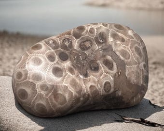 Polerowany kamień Petoskey klasy A – Michigan Fossil, 5,4 uncji
