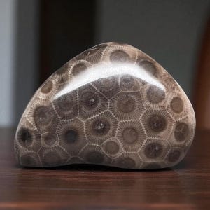 Grade A Polished Petoskey Stone - 4.3 Ounces - Polished Petoskey Stone - Michigan Gift - Michigan Fossil - Sunbeams of Promise