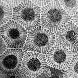 petoskey stone print | petoskey stone wall decor | petoskey stone wall art | petoskey stone accessories | petoskey stone art | download