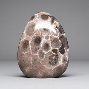 Grade A Polished Petoskey Stone - 2.1 oz - Polished Petoskey Stone - Michigan Gift - Michigan Fossil - Sunbeams of Promise