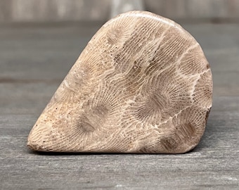 Petoskey Stone - Worry Stone - High Quality Petoskey Stone Specimen