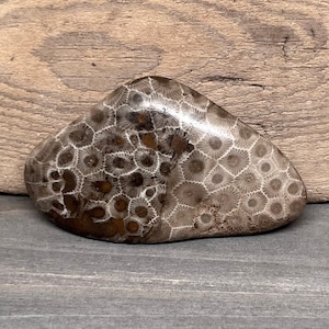 Grade A Polished Petoskey Stone - 3.0 oz - Polished Petoskey Stone - Michigan Gift - Michigan Fossil - Sunbeams of Promise