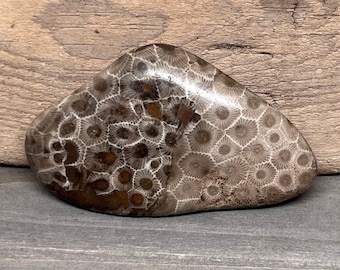 Piedra Petoskey pulida: fósil de Michigan de grado A (3,0 oz)