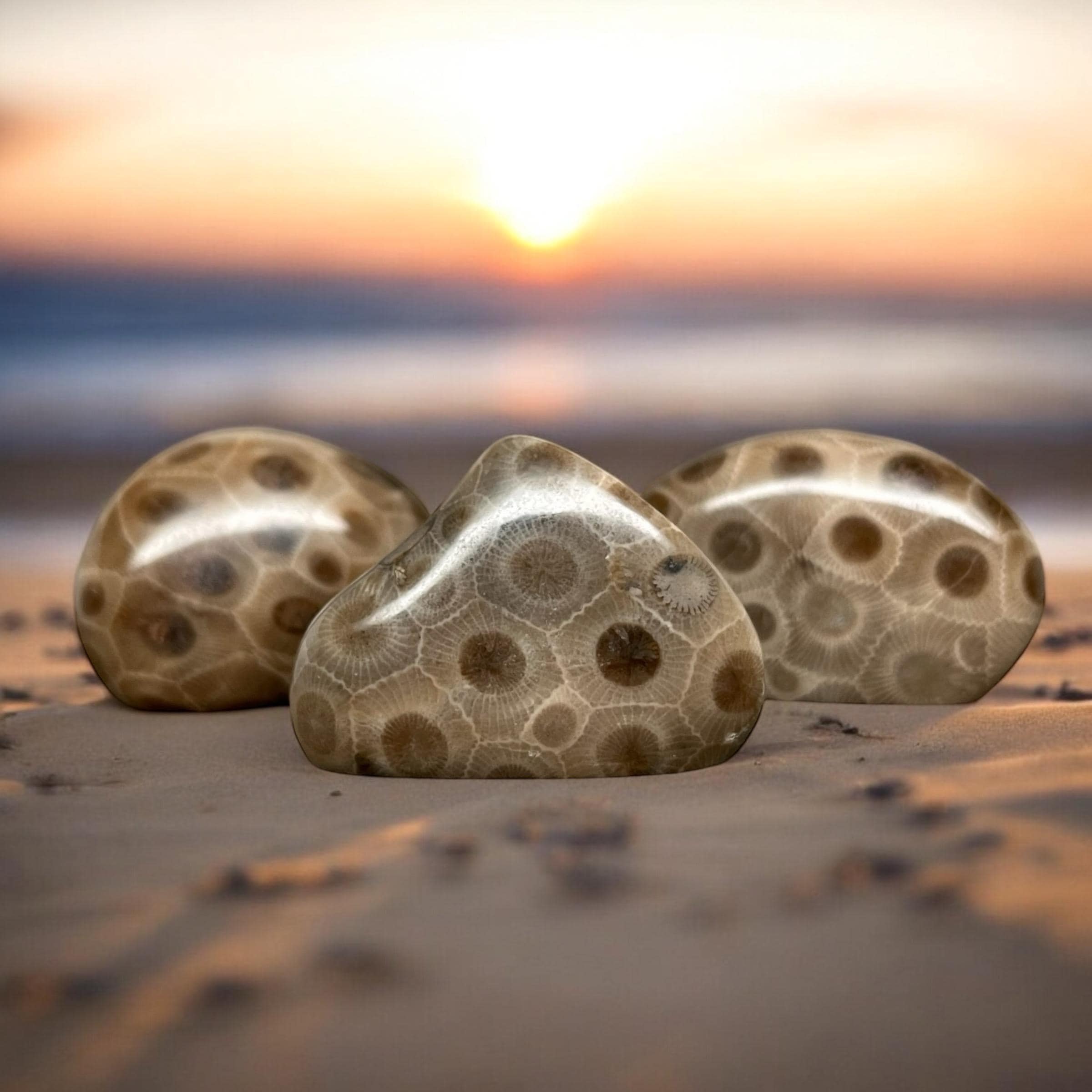 Polished Petoskey Stone - Grade A - Collector's Specimen - Various Sizes Available - Polished to Perfection - Choose Your Unique Treasure