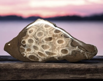 Piedra Petoskey pulida de grado A - 5,9 oz - Piedra Petoskey pulida - Regalo de Michigan - Fósil de Michigan - Sunbeams of Promise