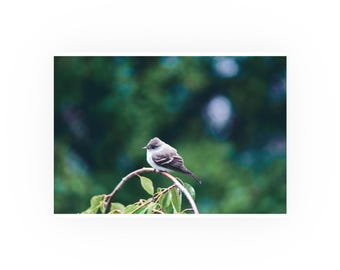 Bird Photography Print: Nature-Inspired Wall Art, Eco-Friendly Decor