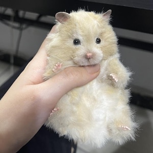 May include: A fluffy, light beige hamster with small ears and dark eyes. The hamster is being held gently in a hand, showcasing its soft fur and tiny pink paws. The overall impression is of a cute, cuddly pet.
