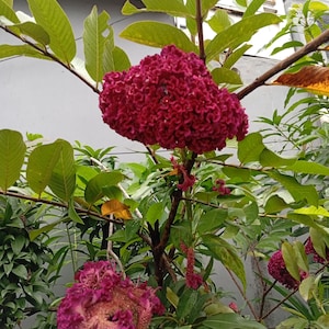 Celosia cristata Mixed Cockscomb Seeds Colorful Crested Flowers Easy Annual Dried Flower Cut Flower Garden Bold Bloom Ornamental