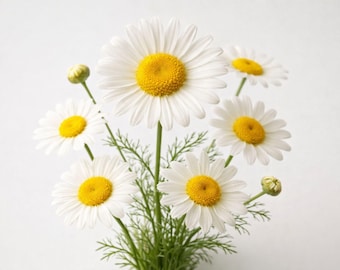 Sementes de Camomila Alemã – Erva Tradicional para Chá e Planta Polinizadora