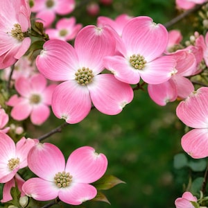 Puede incluir: Primer plano de flores de cornejos rosas en plena floración. Las flores tienen cuatro pétalos con un centro blanco y un grupo de estambres amarillos. El fondo es un verde borroso.