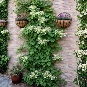 May include: A brick wall adorned with climbing plants and hanging baskets. The wall features lush green foliage, white flowers, and several hanging baskets filled with pink and purple flowers, creating a vibrant garden scene.