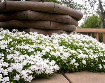 Sementes de Phlox Rastejante Floco de Neve | Flores Brancas para Cobertura de Solo no Jardim