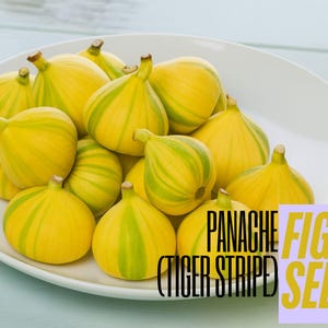 May include: A white plate filled with yellow and green striped Panache Tiger Stripe figs. The figs have a teardrop shape and are clustered together. The text "Panache Fig Seeds" is overlaid on the image.
