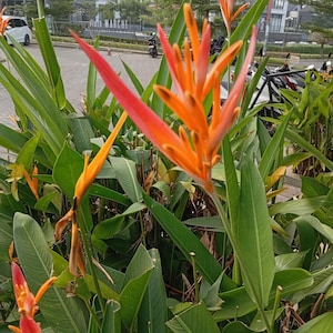 Orange Paradiesvogel Samen Strelitzia reginae Tropische Blume Bold Orange und Blau Blüten Container Pflanze Garten oder Terrasse Akzent