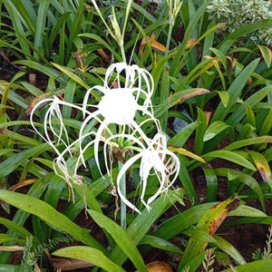 5 White Southern Spider Lily Bulbs | Hymenocallis littoralis | Tropical Perennial | Fragrant White Blooms | Easy to Grow