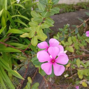 Catharanthus roseus Seeds – Madagascar Periwinkle Vinca – 20 Flower Seeds – Easy to Grow Tropical Herb for Garden or Pots