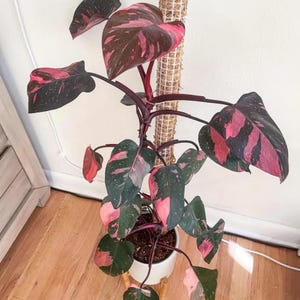 Cormos de Filodendro Rosa Princesa ULTRA RAROS / Planta de interior tropical variegada rara / Bulbo para planta de interior