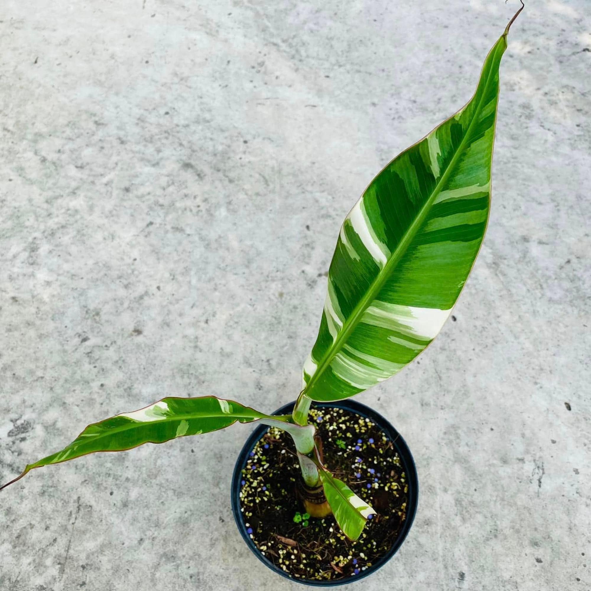Musa florida variegated - Etsy 日本