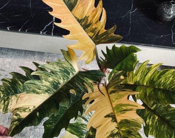 フィロデンドロン キャラメルマーブル 斑入り（1袋1個）組織培養