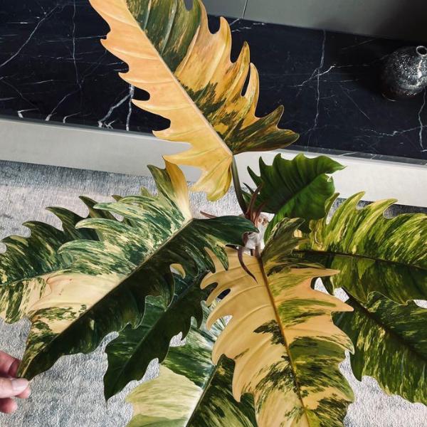 Variegated anthurium - Etsy 日本