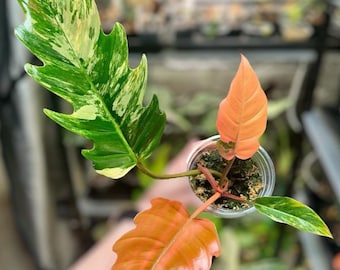 フィロデンドロン キャラメルマーブル 斑入り（1袋1個）組織培養