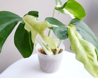 Variegated Monstera White Snow | 6