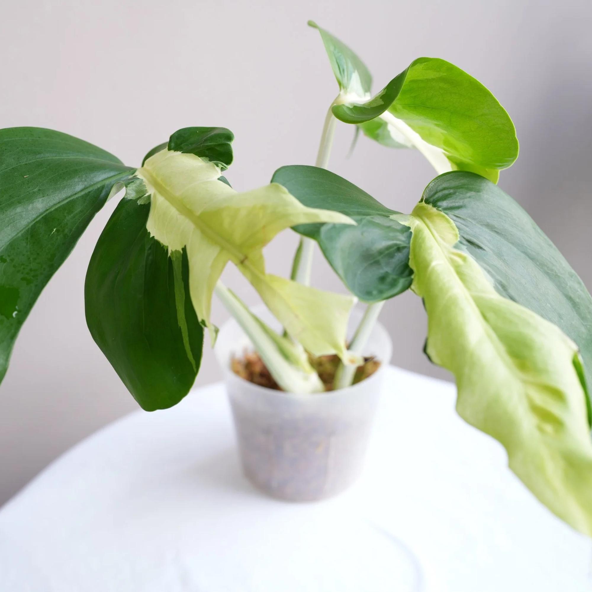 Monstera white lava - Etsy 日本