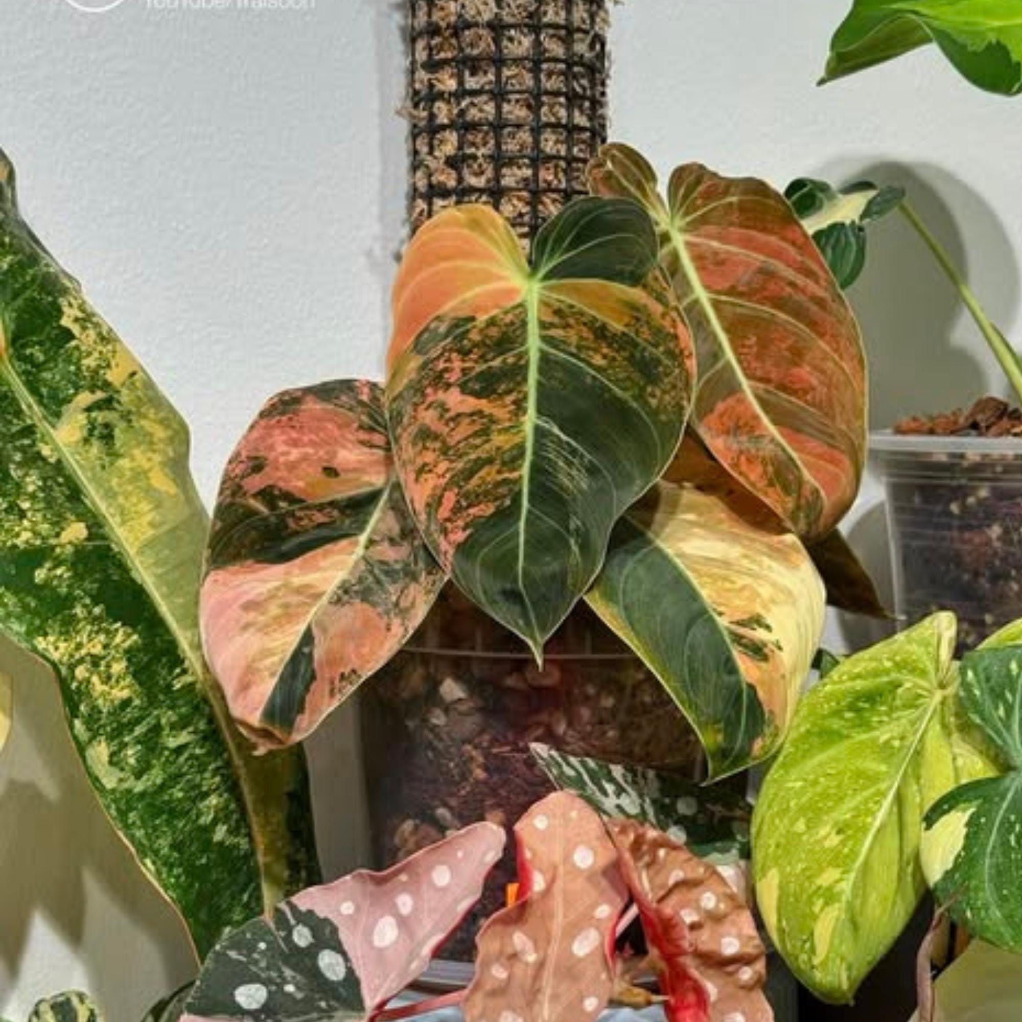 Philodendron billietiae variegated - Etsy 日本