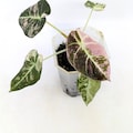 ULTRA RARE Alocasia Black Velvet Pink Variegated Corms | Velvety Leaf Tuber Starter | Exotic Indoor Aroid Bulb product logo