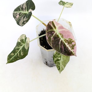 Variegated alocasia melo - Etsy 日本
