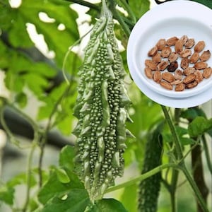 Indian Long Bitter Melon Seeds, Khổ qua rừng gai. Non-GMO Heirloom live  planting seeds