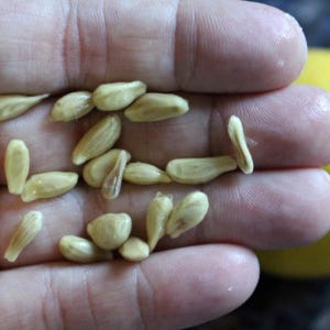Dwarf Lemon Tree Seeds Grow a Delicious Fruit Bearing Bonsai Tree live planting seeds