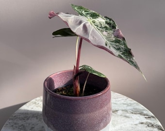 アロカシア クプレア 斑入り ピンク アロカシア・クプレア ピンクミント斑入り、レッドシークレットピンク