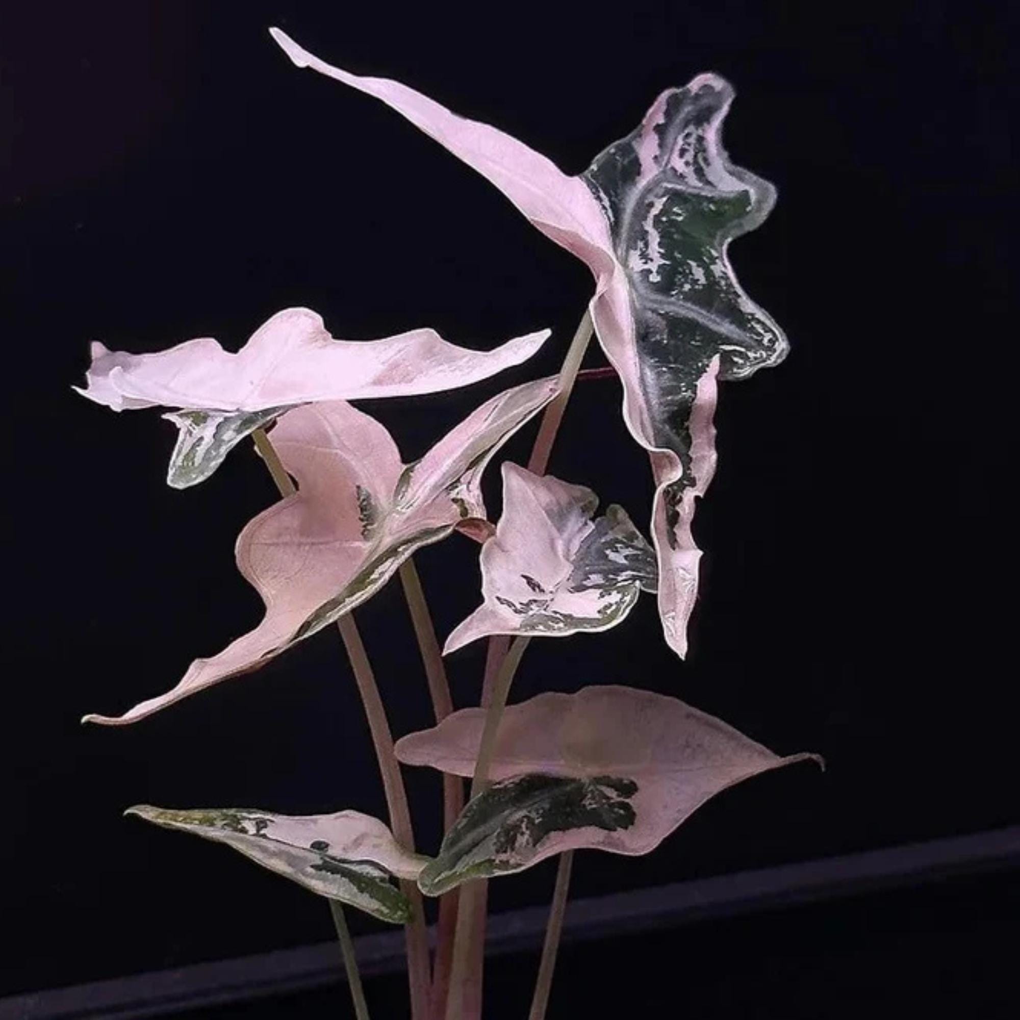 1*2様 極上 アロカシア ノビリス ピンク K Alocasia Nobillis Pink 