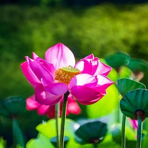 10-Pink Lotus Seeds NELUMBO NUCIFERA Aquatic water plant live planting seeds